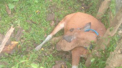 Warga Muna Barat Desak Pemerintah Desa Tegas Ambil Sikap Soal Sapi Diracun 