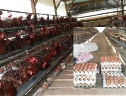Hasil Produktivitas Ayam Petelur di Muna Barat Berkembang Pesat