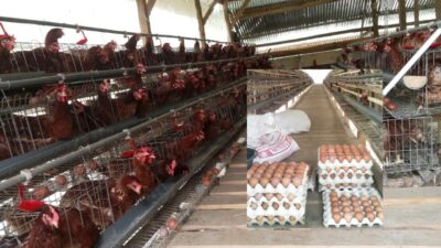 Hasil Produktivitas Ayam Petelur di Muna Barat Berkembang Pesat
