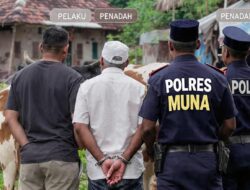 Polres Muna Dalami Penadah Dugaan Sapi Curian