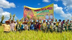 Panen Inpari 42 di Lakabu, Ketua TP PKK Mubar: Ketahanan Pangan Dimulai Dari Keluarga
