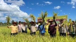 Pemda Muna Barat Maksimalkan Hasil Produksi Padi Lewat Treatment Tanah