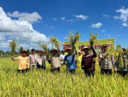 Pemda Muna Barat Maksimalkan Hasil Produksi Padi Lewat Treatment Tanah