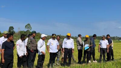 Kunjungan Bupati Muna Barat bersama jajaran Pemda untuk mengecek sawah di Desa Kasimpa Jaya, Tiworo Selatan (Publik Reaction)